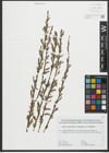 Foto von Salix purpurea L. x Salix viminalis L.